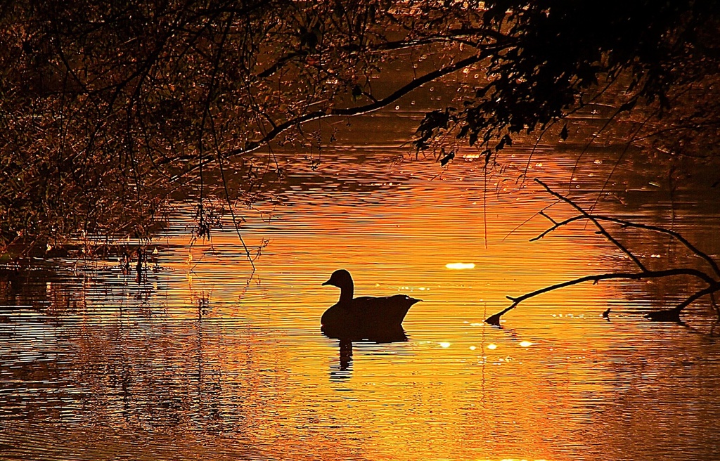 Golden Goose by sbolden