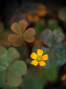 26th Sep 2013 - (Day 225) - Yellow & Clover