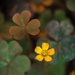 (Day 225) - Yellow & Clover by cjphoto