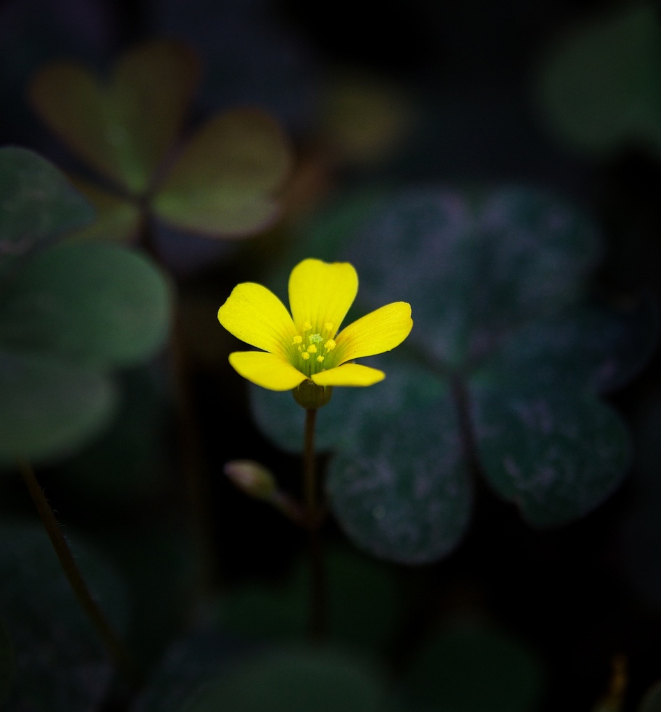 (Day 226) - Lone Yellow by cjphoto