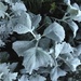 Silver Plants by rosiekerr