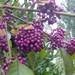 Callicarpa Dichotoma or Beautyberry by quietpurplehaze