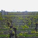 Vines awakening by kiwinanna