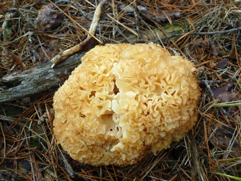 Strange mushroom by gabis