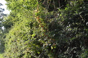 16th May 2013 - An Autum Hedgerow