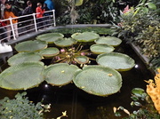 30th Sep 2013 - Waterlily