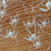 Spider babies  by gabis