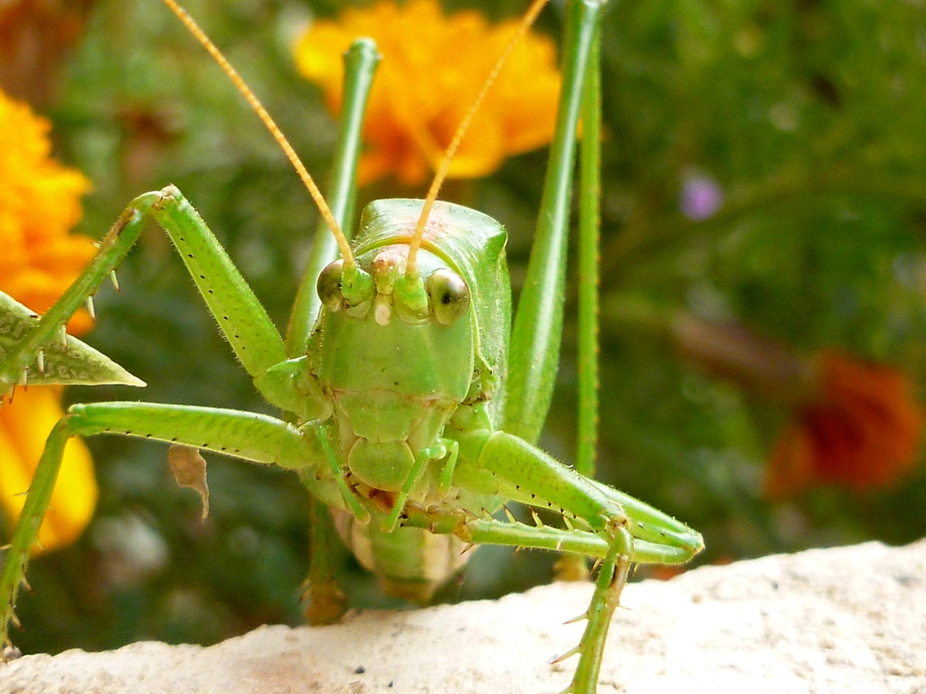 Grasshopper by gabis