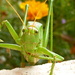 Grasshopper by gabis