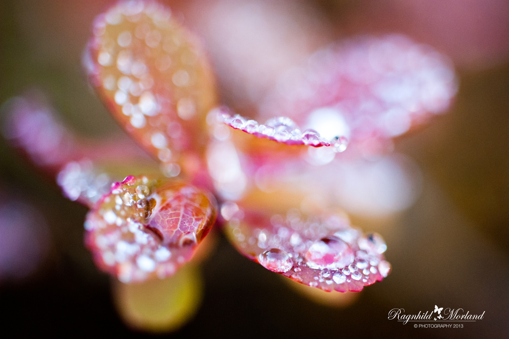 Raindrops by ragnhildmorland