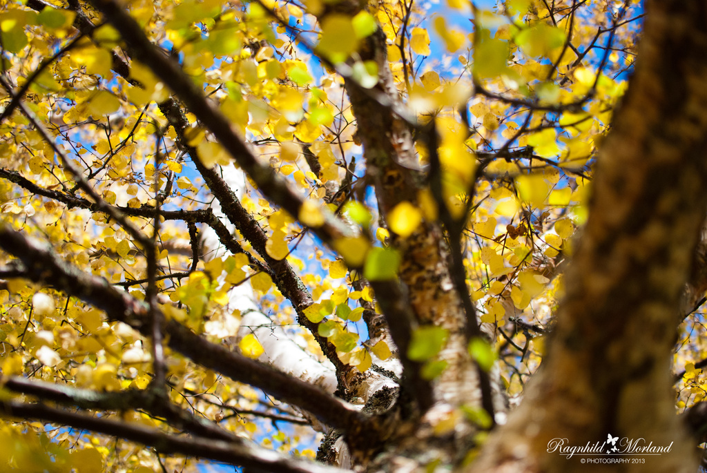 Yellow Birch by ragnhildmorland