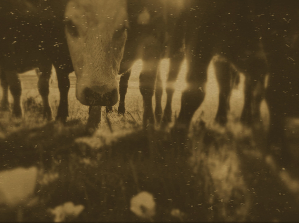cow tintype by ingrid2101