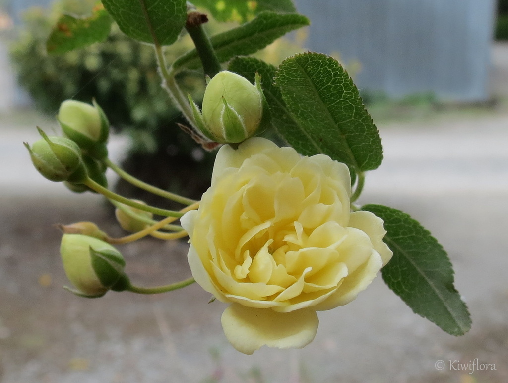 Rosa banksiae 'Lutea' by kiwiflora