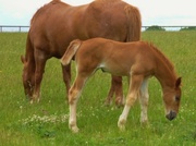 1st May 2015 - The Suffolk Punch