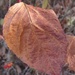 Autumn Leaf by bjywamer