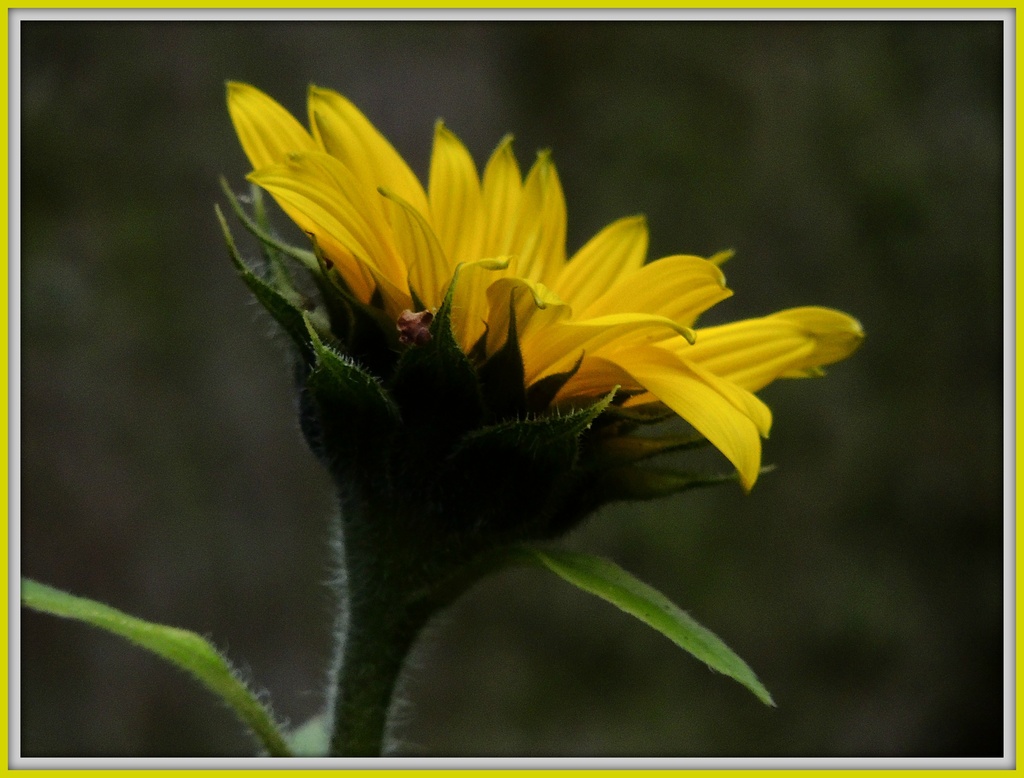 Sunflower by rosiekind