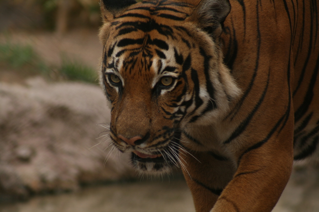 Tiger by kerristephens
