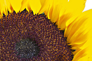 3rd Oct 2013 - Sunflower