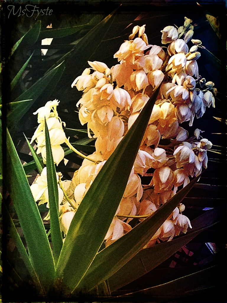 Bloomin' Yucca by msfyste