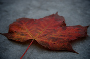 3rd Oct 2013 - Just a Leaf