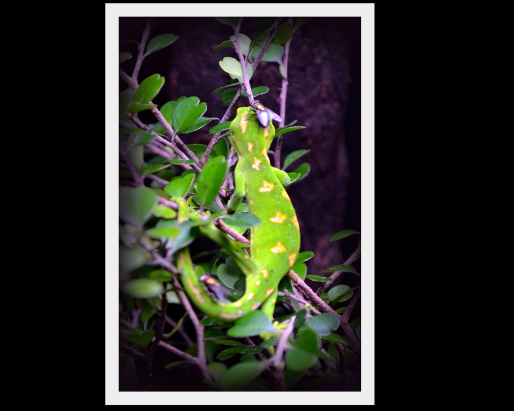 NZ Green Tree Gecko... Naultinus by julzmaioro