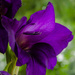 Purple gladiolus by nicoleterheide