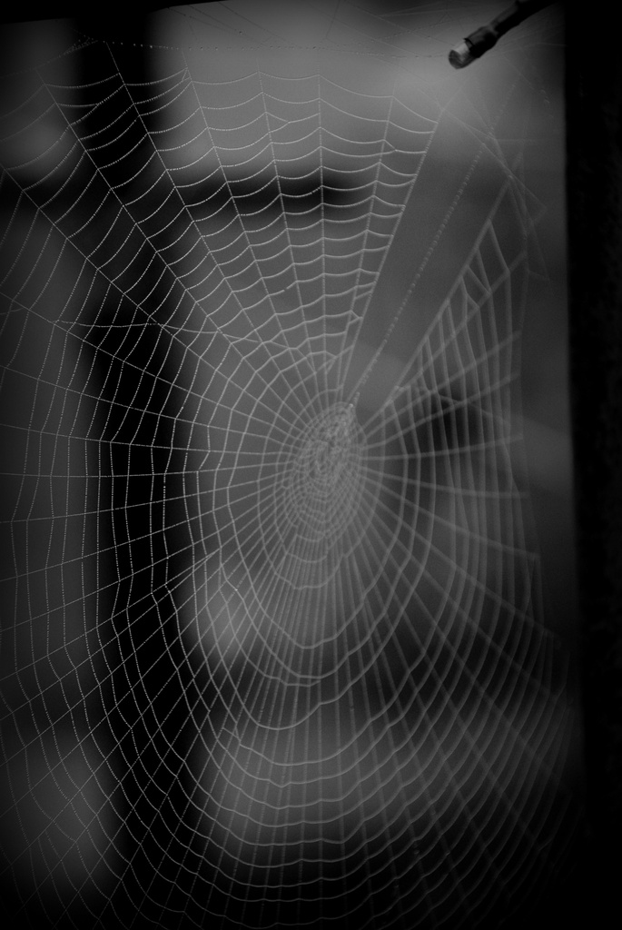 Web by tracybeautychick