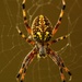 (Day 232) - Arachnophobia by cjphoto