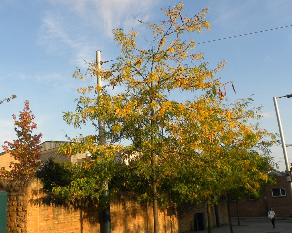 Trees by a Tram Stop by oldjosh