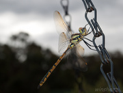 4th Oct 2013 - dragonfly