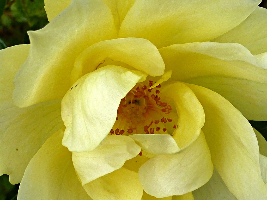Full-blown yellow rose........... by quietpurplehaze