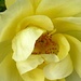 Full-blown yellow rose........... by quietpurplehaze