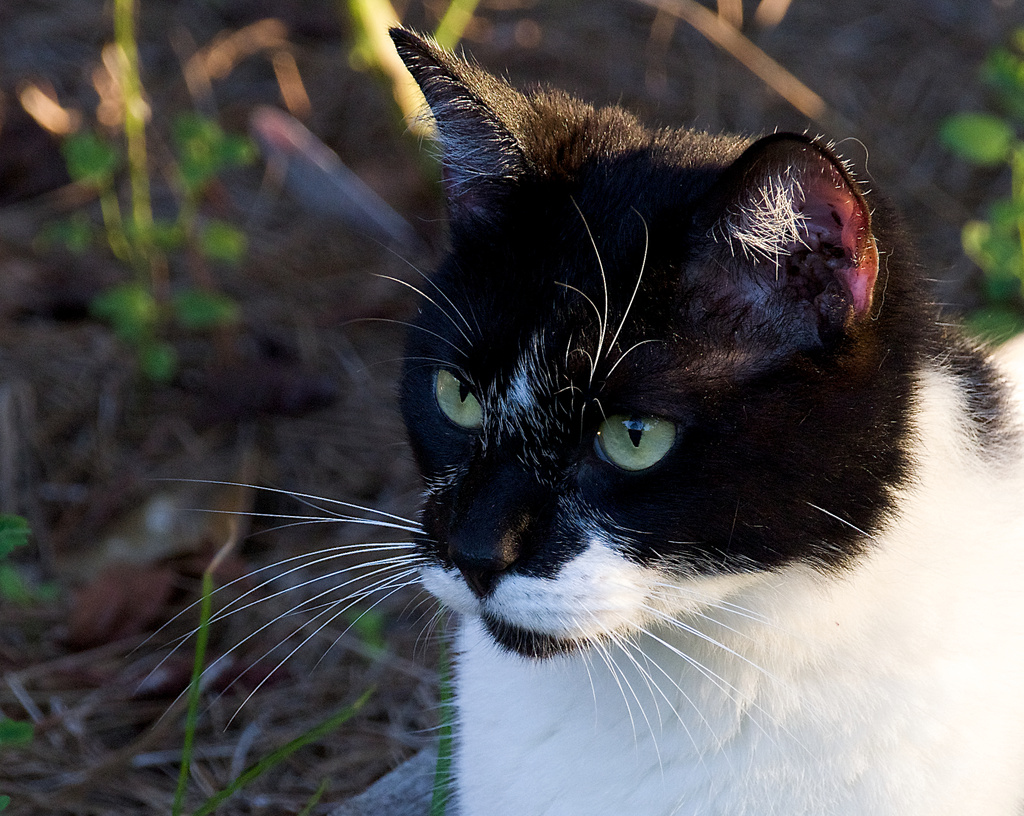Baxter, a rescue cat by eudora