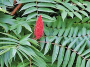 4th Oct 2013 - Standing Proud, the Flower of the Staghorn Sumac Tree.