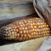 Corn by pavlina