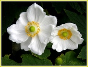 4th Oct 2013 - Japanese anenome 