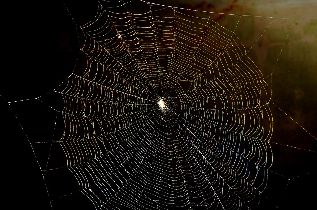 The Web  by jayberg