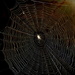 The Web  by jayberg