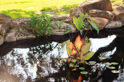 4th Oct 2013 - Growing in the pond