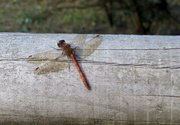 4th Oct 2013 - Dragonfly
