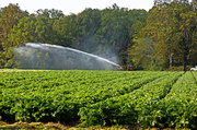 4th Oct 2013 - Watering the Kale