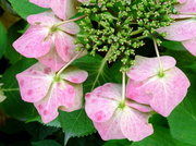 4th Oct 2013 - Hydrangea heaven again