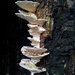 Tree fungus by janturnbull