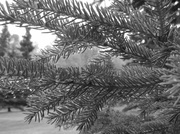 4th Oct 2013 - Evergreen in Black & White