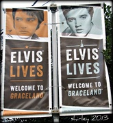 1st Oct 2013 - Elvis lives....