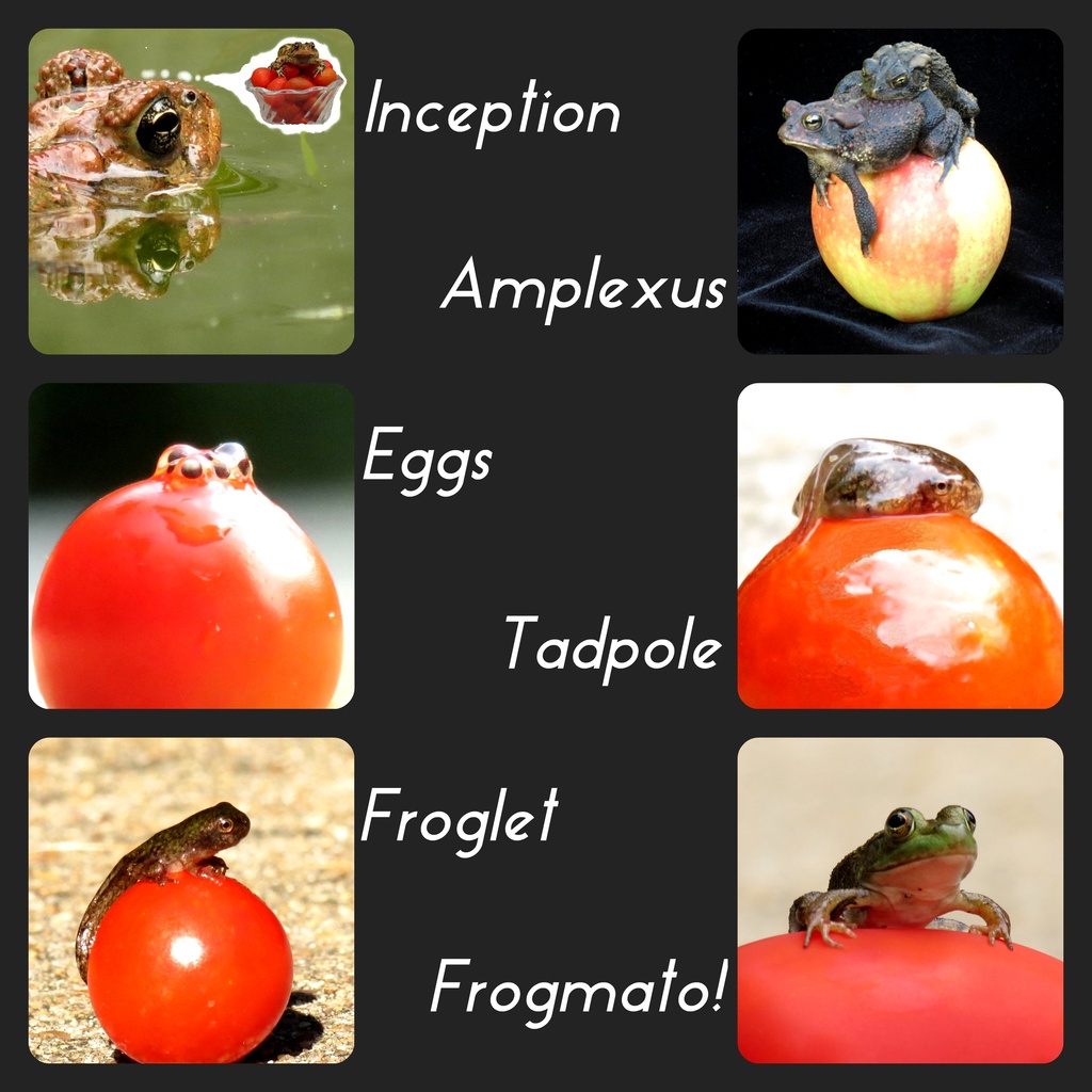Life Cycle of A Frogmato by grammyn