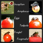 4th Oct 2013 - Life Cycle of A Frogmato