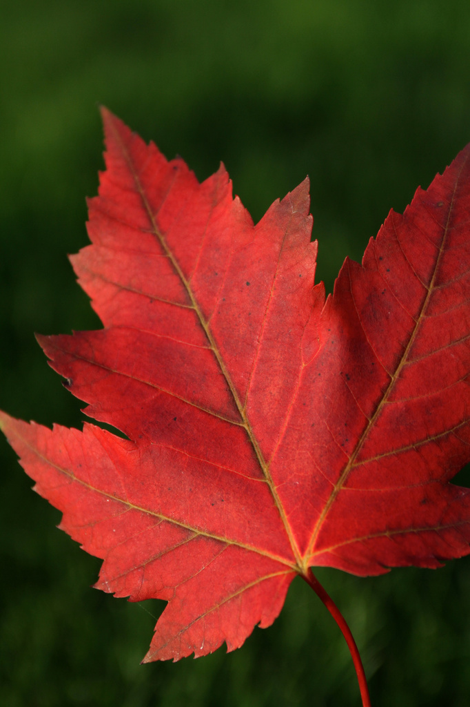 Maple Leaf by whiteswan