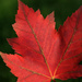 Maple Leaf by whiteswan