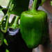 Green peppers by nicoleterheide